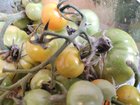Are these tomatoes safe to eat? I’ve been ripening them on a warm windowcill with a banana and they’re grown some white fuzz on the stems – Reddit Post