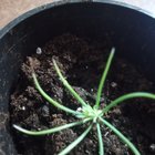 I got piñon! – Reddit Post