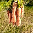 Some of my harvests this year. – Reddit Post