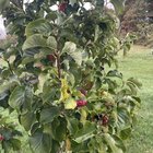 What are these large blobs on my magnolia tree? – Reddit Post