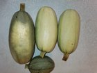 My spaghetti squash is a failure, but mums cheer me up – Reddit Post