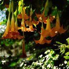 Any non poisonous plants that look similar to the Angel Trumpet – Reddit Post