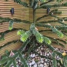 Can I cut back some of the branches on this Monkey Puzzle Tree