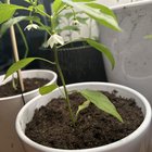 chilli flowers keep dying, is this normal? – Reddit Post