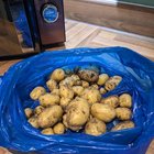 My last (modest) potato crop of the year, and home grown kale, made into tonight’s dinner