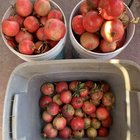 Today’s haul; pomegranates from my grandmas trees. – Reddit Post