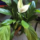 Peace Lily Mutation? – Reddit Post