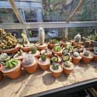 Repotted my cacti & succulent collection into all terracotta. It’s so aesthetic! – Reddit Post