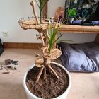 Continuation of the project for a beautiful plant – Reddit Post