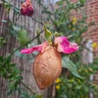 What has happened to my rose