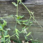 What is my driveway growing? – Reddit Post