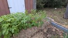 Potato plants being eaten