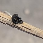 Anybody know what this is found it in my strawberry patch