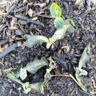 Pumpkin seedlings leaves decaying – help! (Located in Melbourne Australia) The first picture is what most of them are like, the second is my best specimen, the third is the only 2 seedlings other than the second that haven’t had the leaves decay. – Reddit Post