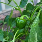 Bell peppers and tomatoes grew completely unintentionally from my compost – Reddit Post