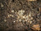 How to get rid of slug eggs in planters & pots?:(
