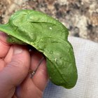 What are these and are they safe to eat? – Reddit Post