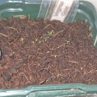 2 day old tobacco vs couple months old tobacco – Reddit Post