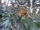 HELP Coastal banksia in distress