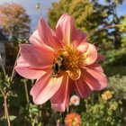 Sleepy bees – Reddit Post