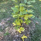 Help! Fig tree leaves turning yellow and falling off. – Reddit Post