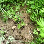 Are these carrots going to die because of them being to tight to oneother? – Reddit Post