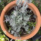 Help a gardening newbie out! What does this lavender plant need?