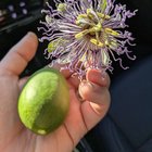 What kind of passion flower is growing outside my dentist’s office? – Reddit Post