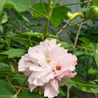 After waiting for long time it flowered. – Reddit Post