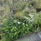 Have I been letting a weed grow?