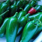 Pickled peppers are my favourite. – Reddit Post