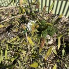Olives turning brown