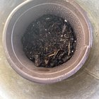 Tips on growing spinach?
