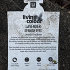 Lavender Help!
