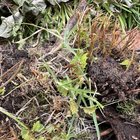Help identifying pls. What is this ‘weed’?