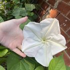 Huge morning glory flower – Reddit Post