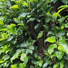 How can I trim this properly