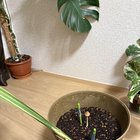 A mushroom suddenly sprouted today – Reddit Post