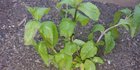 Is my mint already a lost cause?