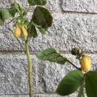 Got the fake bougainvillea seeds to flower but still can’t tell what these are – Reddit Post