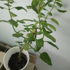 Why are the leaves of my peppermint plant bending on their edges like this? – Reddit Post