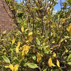 Plant dying again
