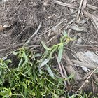 Struggling myoporum
