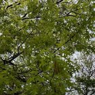 Which tree is this? (Southern NSW)