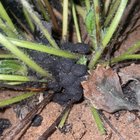 What is this around base or strawberry plants!!?😂😂