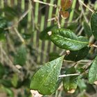 Need help with my hedge