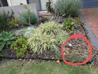 Plants keep dying in just one spot of garden bed