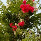In our country it’s called Baganbilash, what is it called in your country? – Reddit Post