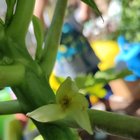 Papaya sex? – Reddit Post