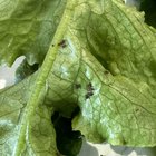 What is this bug?